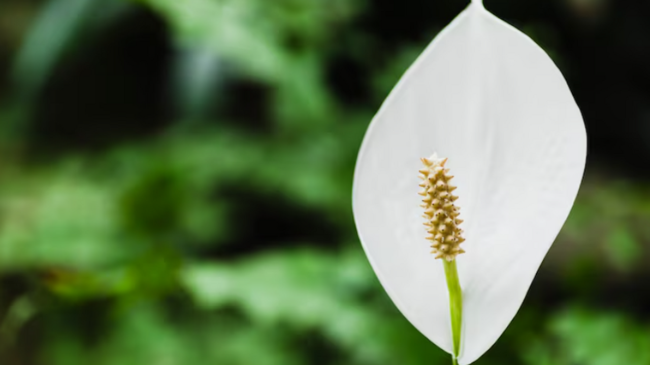 1 ложка в воду — и спатифиллум зацветет белоснежным облаком: отличная подкормка для бутонизации Как заставить “женское счастье” цвести осенью: ...