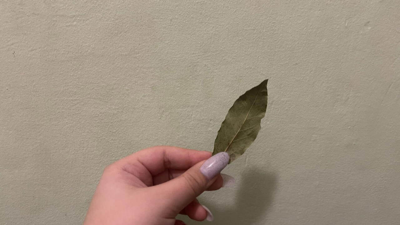 Лавр благородный — это не только популярная кул...