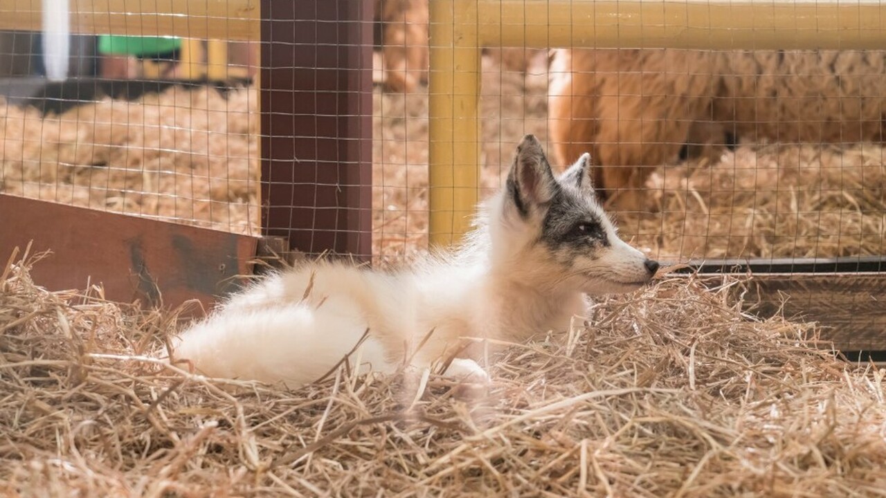 В России планируется ввести административные шт...