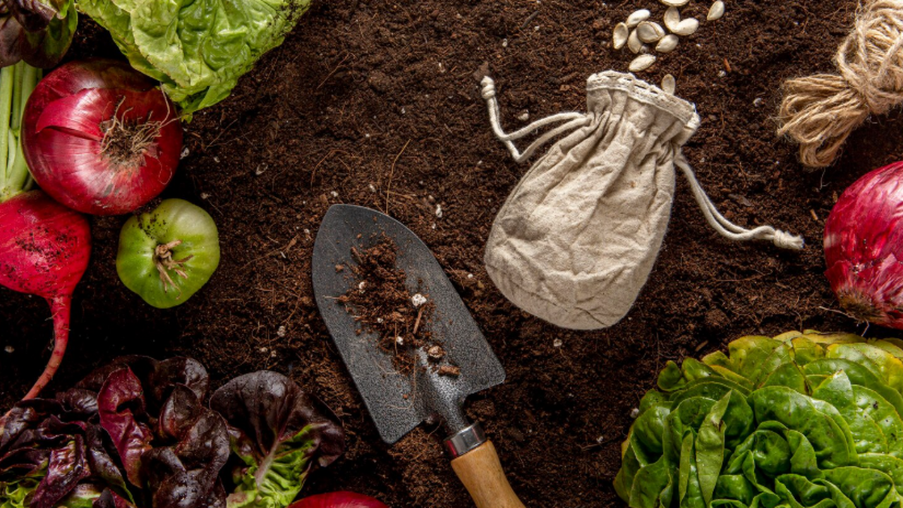 Ноябрьский засев: что нужно успеть посеять до наступления сильных морозов для сверхраннего урожая в будущем Подзимний посев: как получить ранний урожай и к...