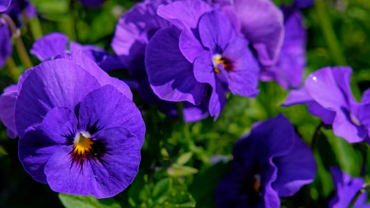 Как поливать фиалки зимой, чтобы они обильно цв...