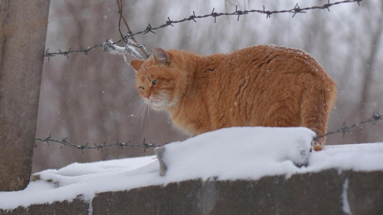 «Снежной сказки ждать не стоит»: синоптик Шувалов дал прогноз погоды на начало декабря 2025 года — зима будет только по календарю Руководитель прогностического центра «Метео» Ал...