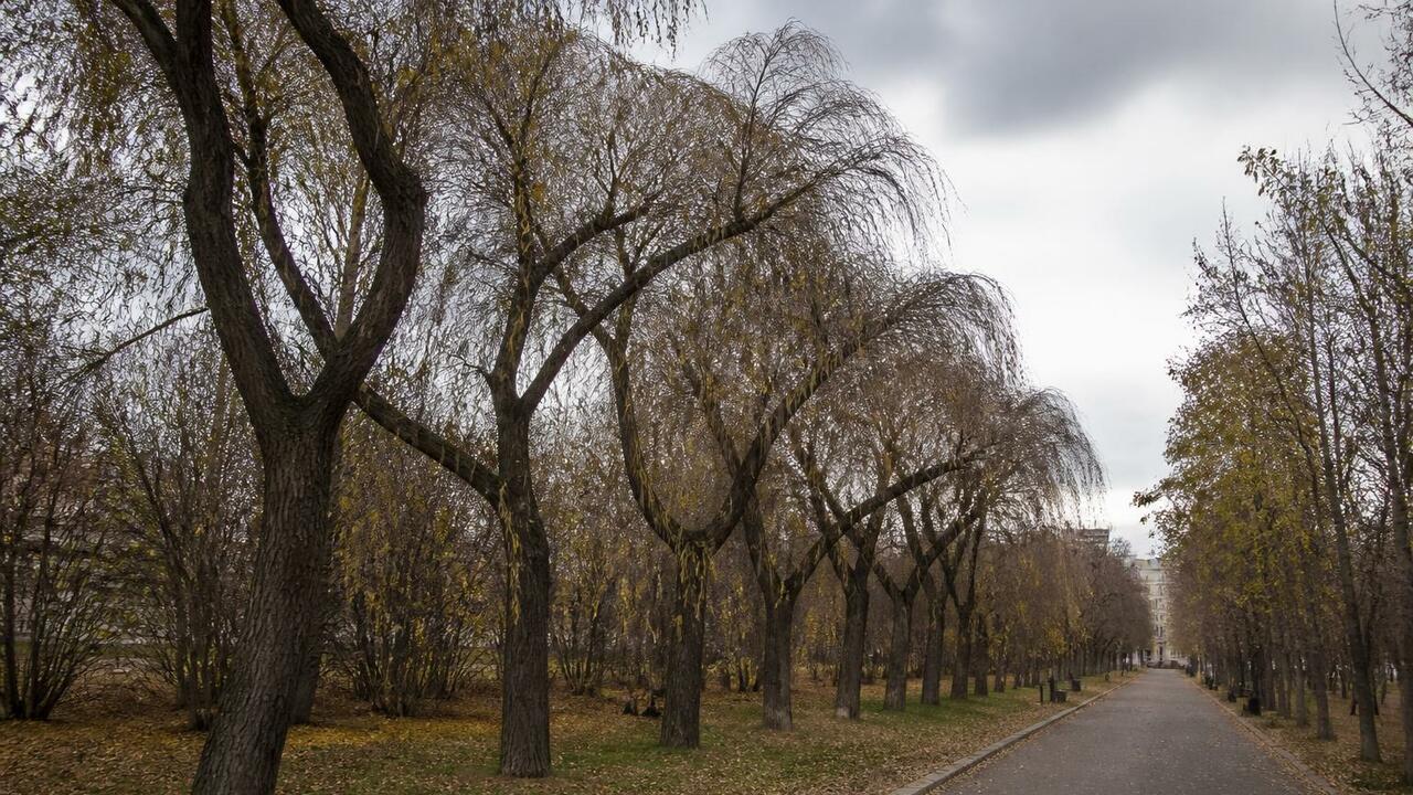 В Архангельске сохнут вязы на аллее у ДДЮТ: кор...