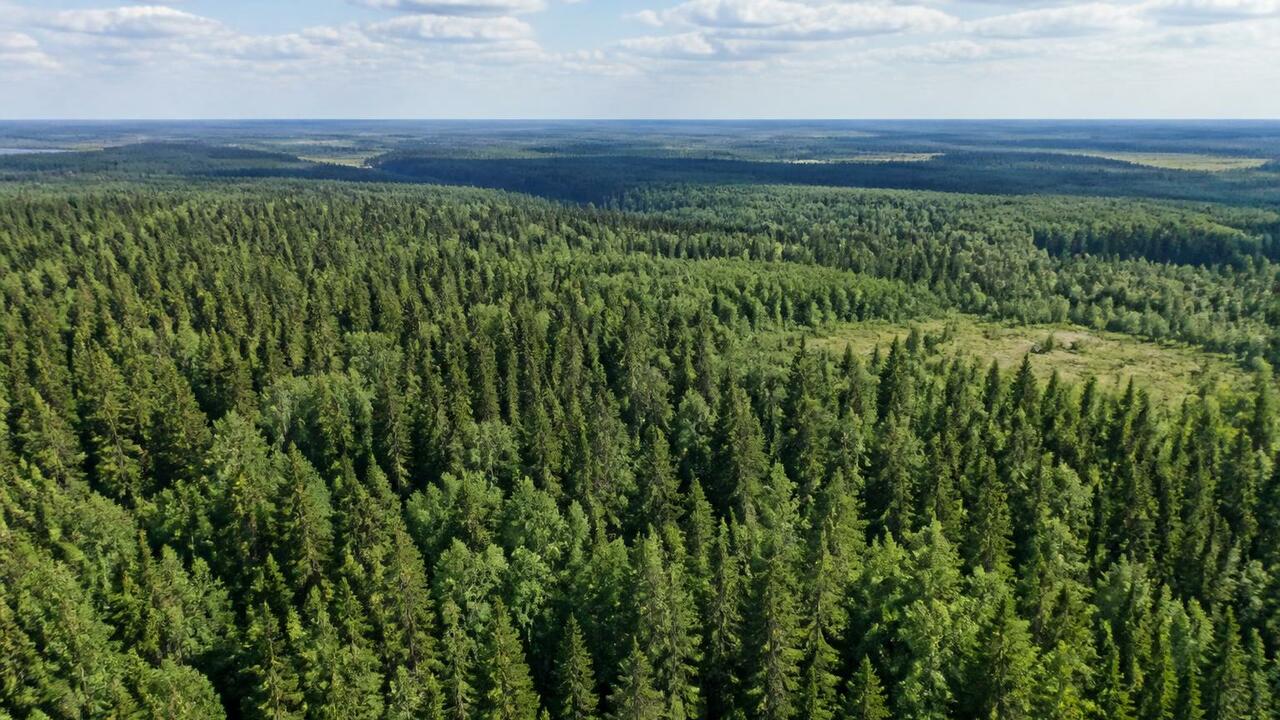 Центр защиты леса Архангельской области отмечае...