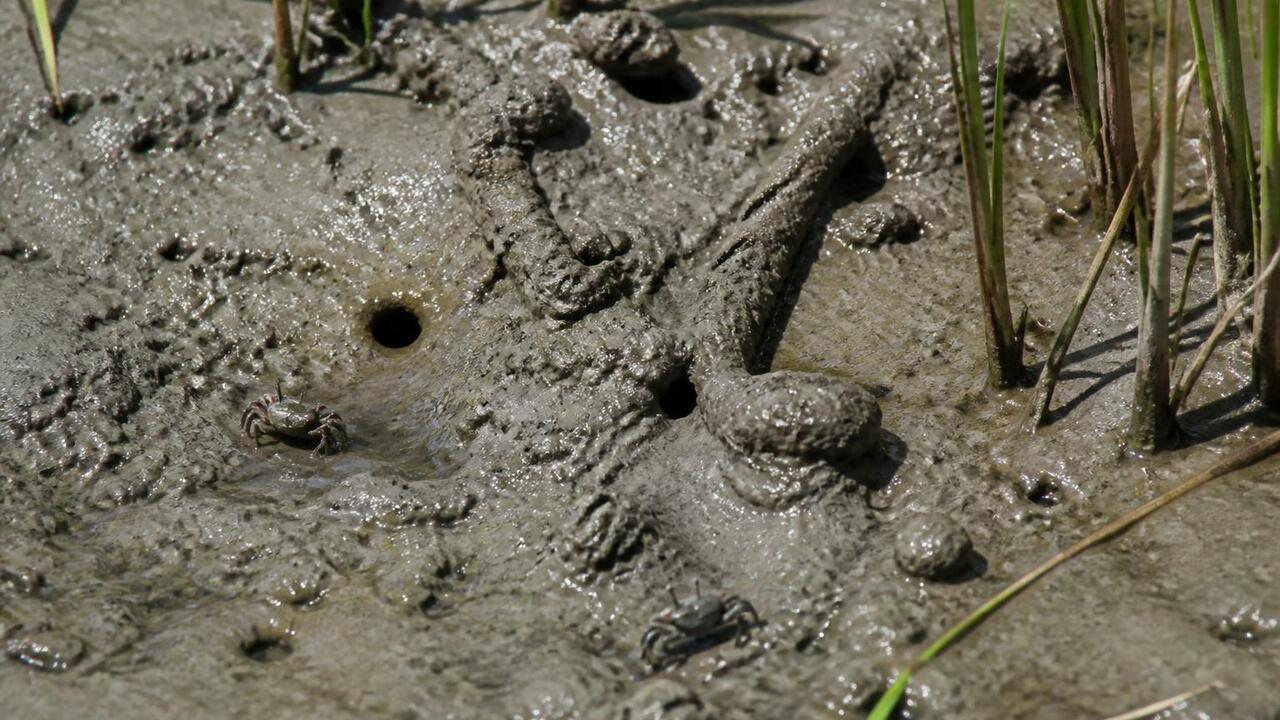 Крабьи норы спасают планету от метана: как это работает Крабьи норы в прибрежных болотах усиливают потр...