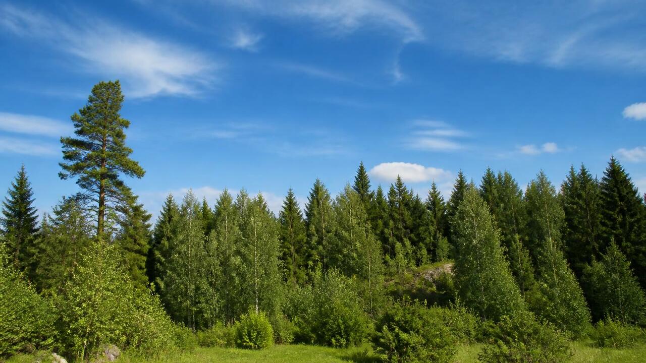 Жара до +29°C в Архангельской области: воскресенье без дождей В воскресенье, 19 июля, в Архангельской области...