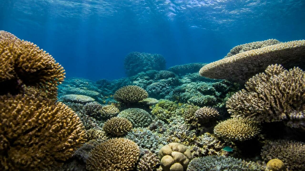 Ученые создали карту кораллов Рюкю с помощью ДНК из морской воды Ученые OIST создали интерактивный атлас коралло...