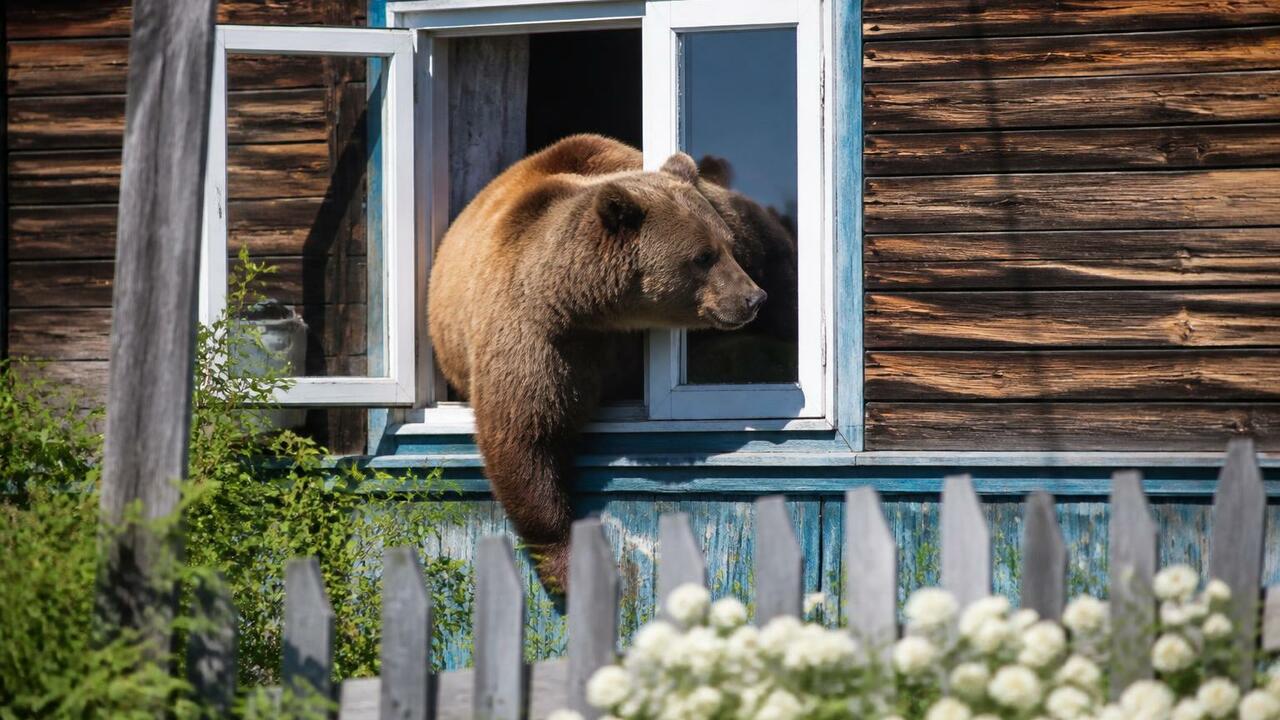 Медведь залез в окно жилого дома в Пинежском округе В Пинежском округе медведь залез в окно частног...