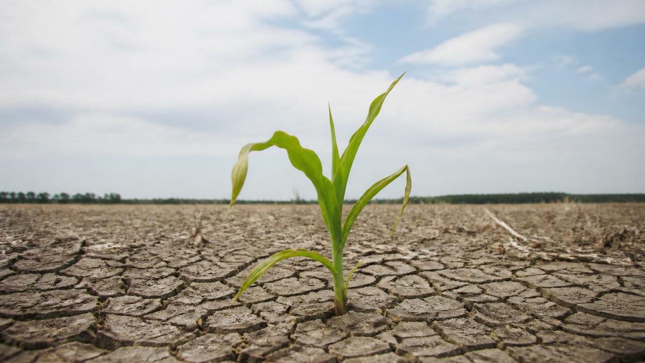 Почему почвенный углерод не спасёт урожай при сильной засухе Учёные CSU выяснили, что почвенный органический...