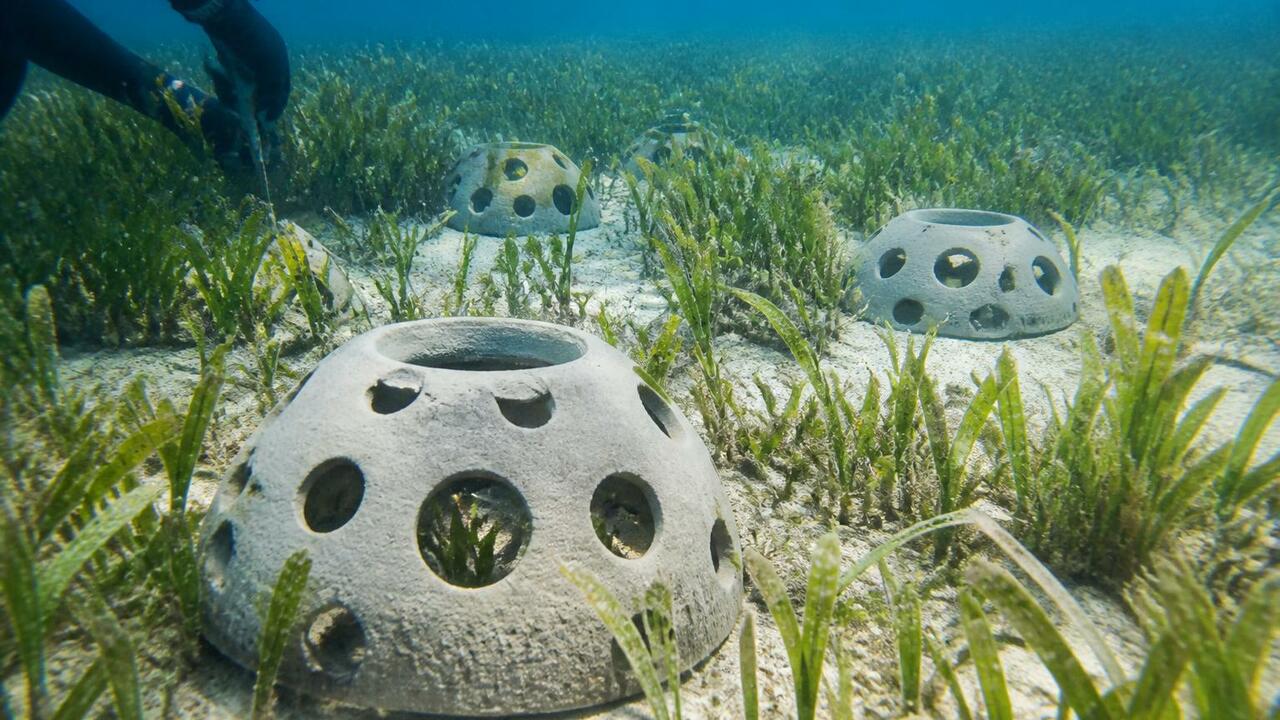 В Таиланде восстанавливают морские луга с помощью 3D-печатных биопластиковых капсул Ученые из Австралии и Таиланда разработали 3D-п...