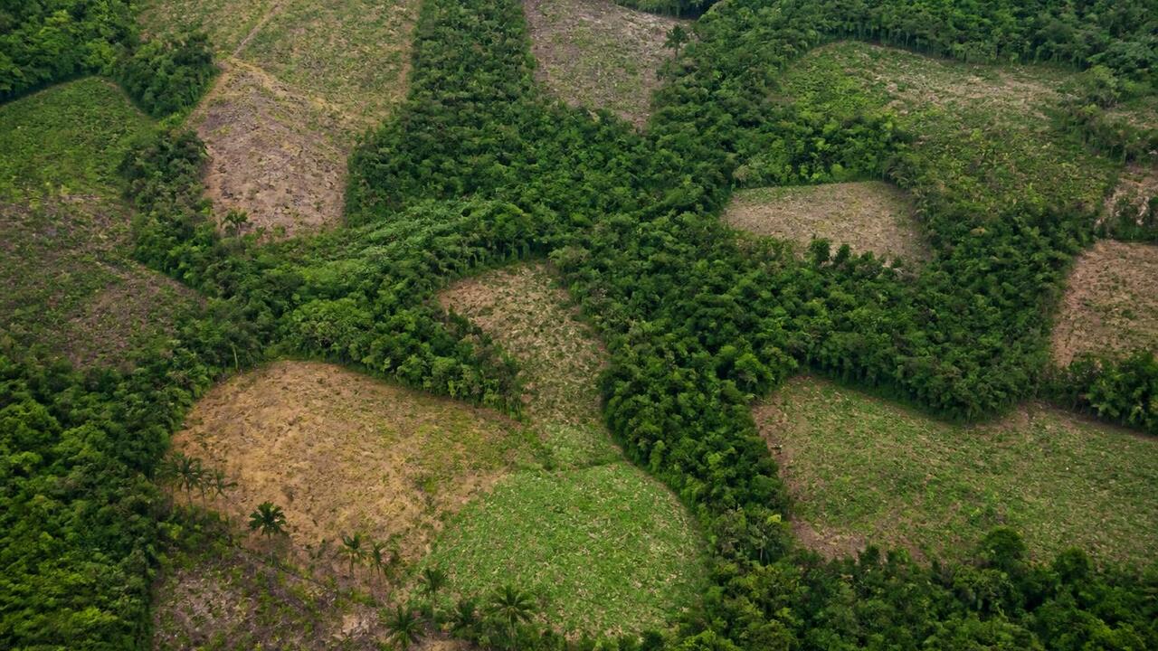 Исследование 18 000 лесных участков показало, ч...