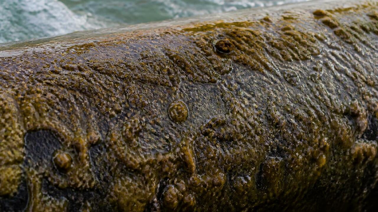 Бактерии, обитающие в морской воде, создают защ...