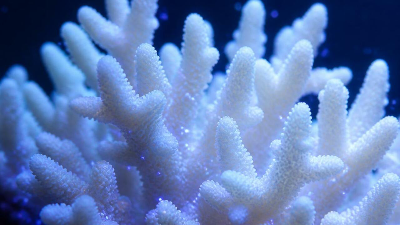 Хищные бактерии Halobacteriovorax могут защитит...