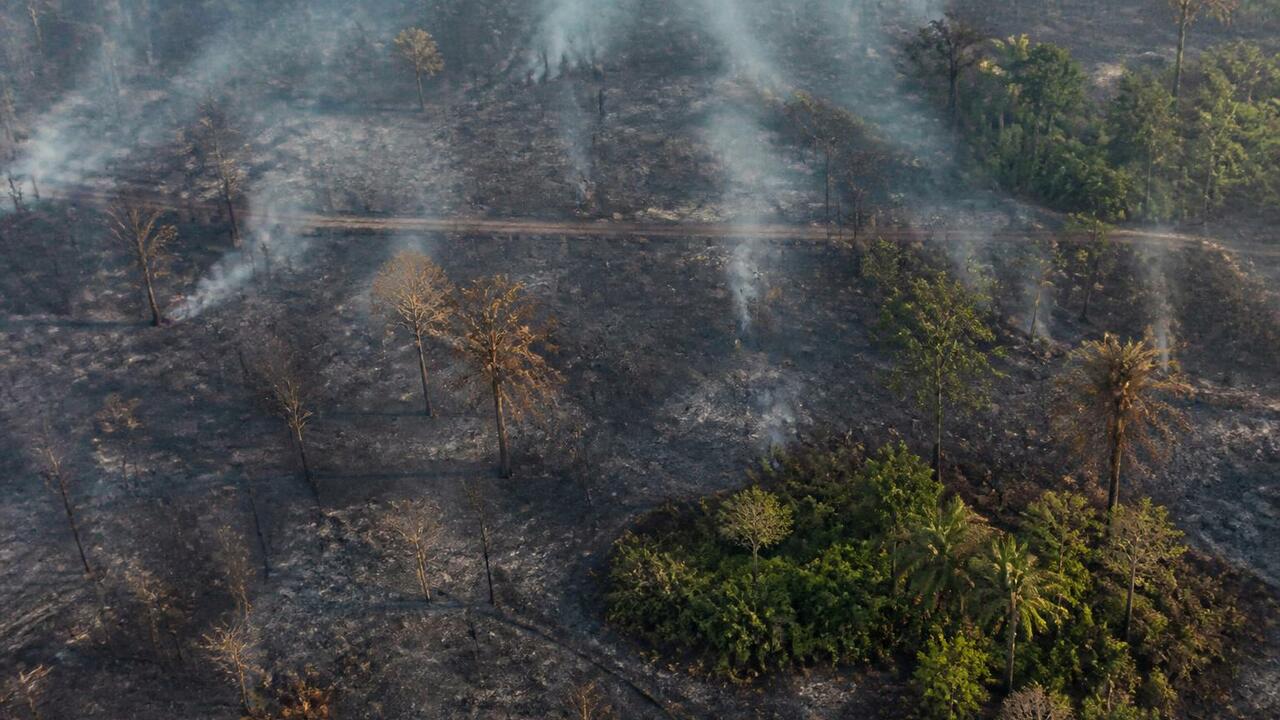 Более 4 млн га охраняемого тропического леса сгорело с 2001 года С 2001 года пожары уничтожили более 4 млн га ох...