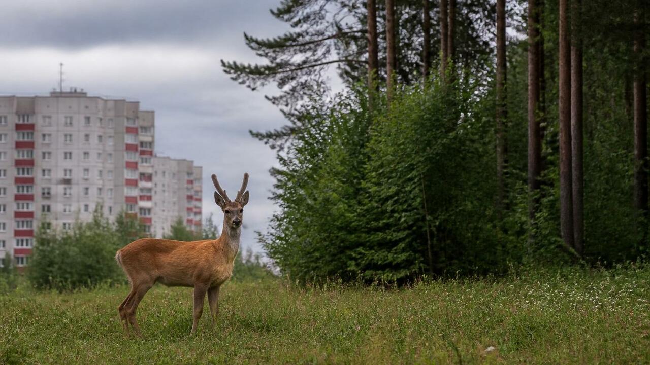 В Северодвинске вторые сутки ищут способ вернут...