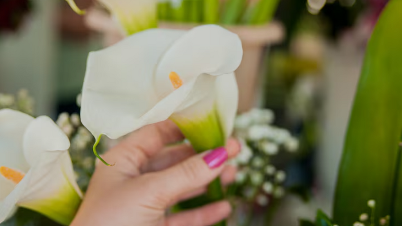 Как оживить спатифиллум: советы агронома по под...