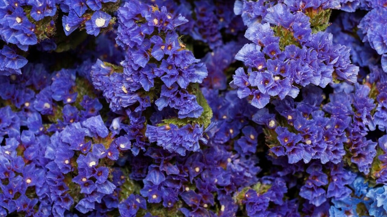Чтобы создать красивые клумбы с синими цветами,...