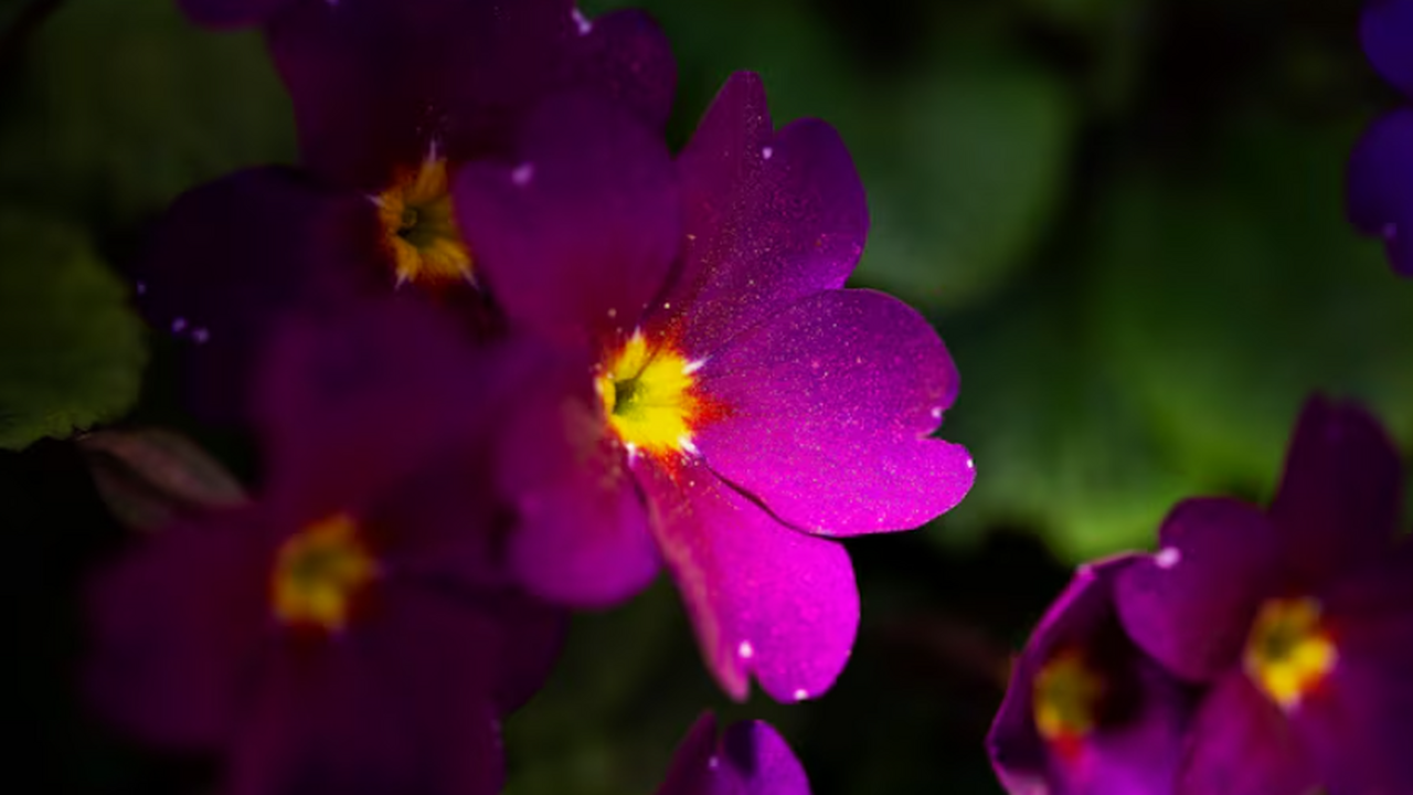 Важнейший месяц для ухода за фиалками: что нужно обязательно сделать в ноябре, чтобы цветы не чахли Уход за фиалками в ноябре: как спасти растение ...