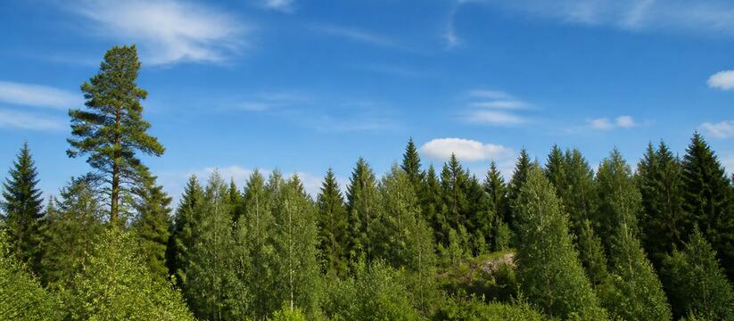 Жара до +29°C в Архангельской области: воскресенье без дождей В воскресенье, 19 июля, в Архангельской области...