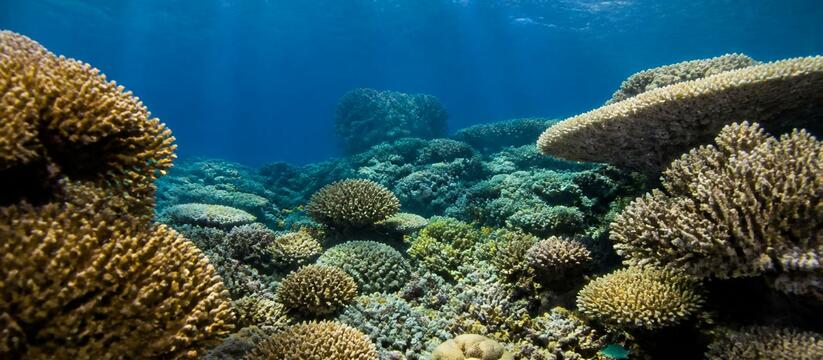 Ученые создали карту кораллов Рюкю с помощью ДНК из морской воды Ученые OIST создали интерактивный атлас коралло...