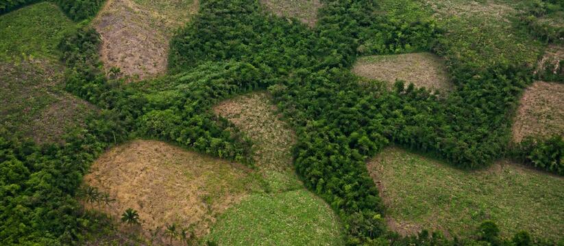 Исследование 18 000 лесных участков показало, ч...