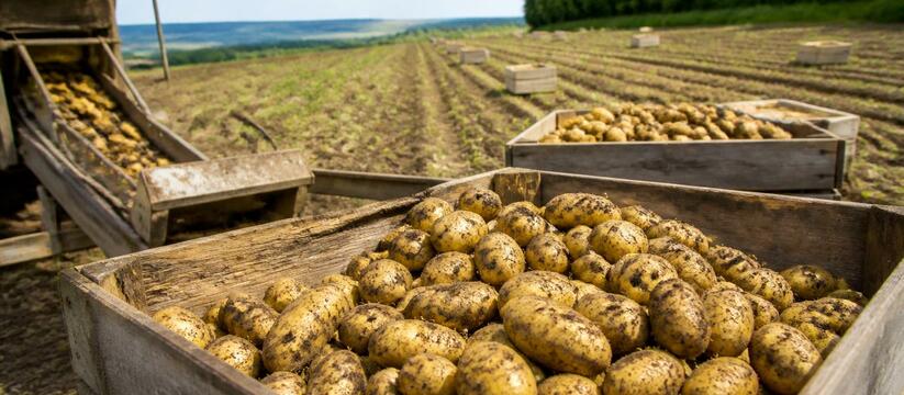 В Холмогорском округе началась уборка картофеля...