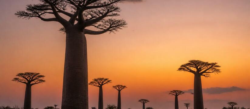 Учёные описали новый вид баобаба Adansonia bozy...