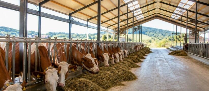 В Архангельской области молочная продуктивность...