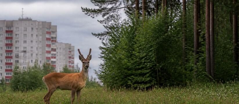 В Северодвинске вторые сутки ищут способ вернут...