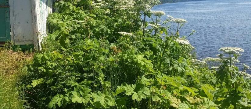 Суд обязал муниципалитет выплатить 100 тысяч рублей за борщевик Прокуратура Архангельской области добилась комп...