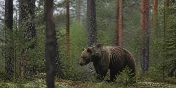 В Поморье открыт сезон охоты на 1338 медведей