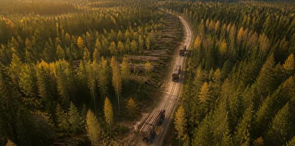 Цыбульский поздравил работников леса и отметил ...