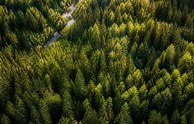 Точность данных о лесах Поморья вырастет до 93%