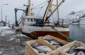 В Архангельск прибыло 180 тонн рыбы из Баренцев...