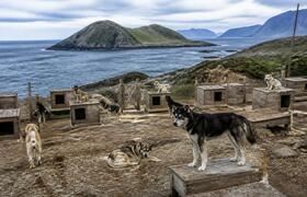 На Краснофлотском открылся питомник хаски