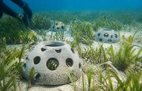 В Таиланде восстанавливают морские луга с помощ...