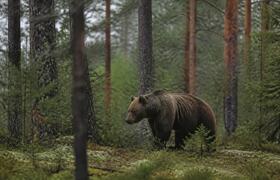 В Поморье открыт сезон охоты на 1338 медведей