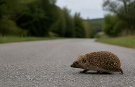 Ежи гибнут на дорогах: до 29% популяции в год, ...