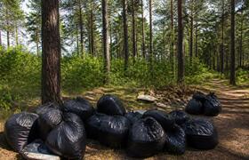 В Ягринском бору в Северодвинске пройдет эколог...