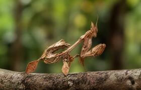 Вы искали редкого богомола на iNaturalist? Его ...