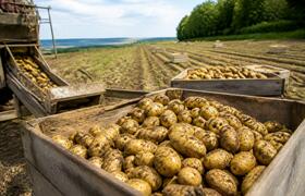 Фермеры Холмогорского округа начали собирать ка...