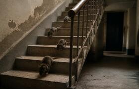 В центре Архангельска крысы оккупировали подъез...