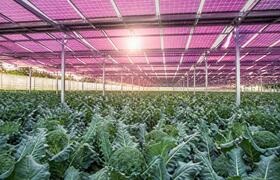Magenta solar panels boost broccoli growth whil...