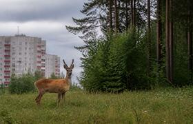 В Северодвинске сбежавшая лань не дается в руки...