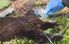 Видео, как тушили пожар в Архангельска, где погибла собака